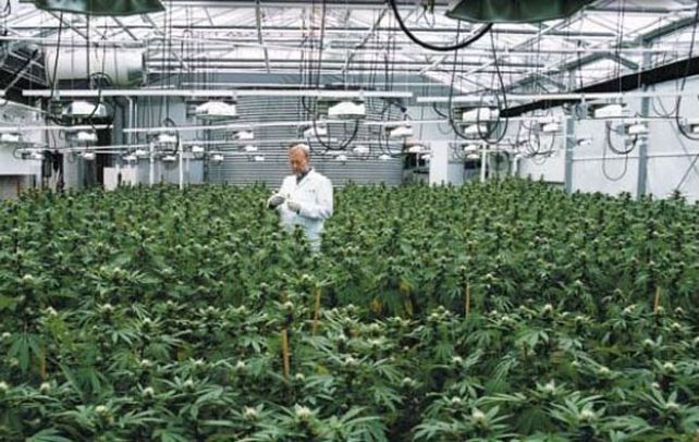 Una muestra. Un experto controla una plantación de cannabis en un laboratorio mexicano.