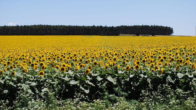 La cadena del girasol aportará unos u$s  millones a la economía