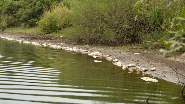 Área de Ambiente analizará las causas de la mortandad de peces en Concepción del Uruguay