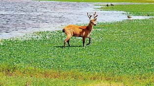 Ciervo de los Pantanos: naturaleza y biodiversidad a dos horas de Rosario