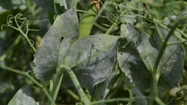 Alivio. La investigación trae soluciones para la enfermedad del cultivo.