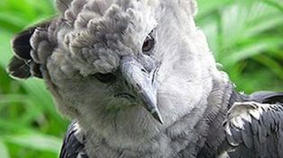 Avistan por primera vez en Jujuy dos ejemplares de águila harpía