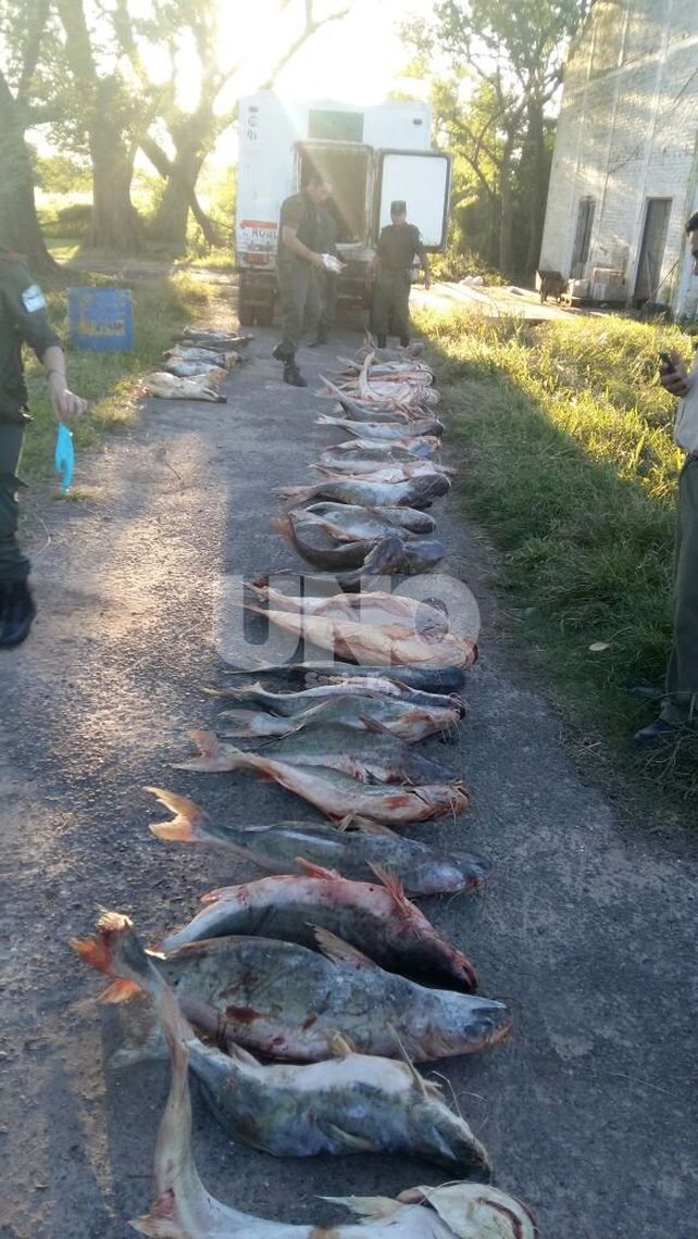 Sin papeles. El camionero no pudo acreditar la procedencia.
