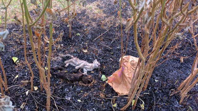 Bomberos de Corrientes y Entre Ríos amenazados con machetes por pobladores rurales a quienes intentaban ayudar