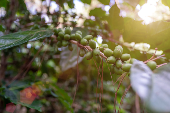 La agricultura frente a su hora decisiva: producir más en un mundo con menos margen