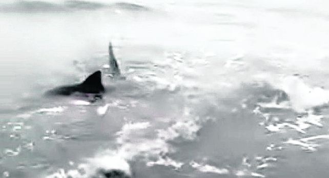 videO. Dos de los tres tiburones se ven cerca de bajada Barrilete.