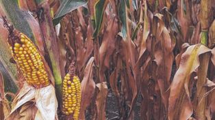Explotó la chicharrita pero no afectó al maíz de la campaña 2025/26