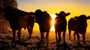 Ganadería: la caja de ahorro del campo