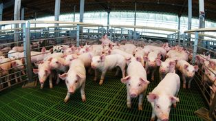 La faena porcina alcanzó un récord entre enero y agosto de este año.