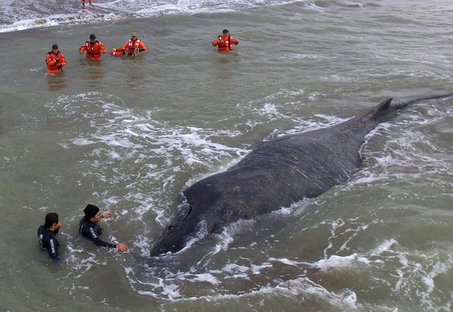 Penoso. El ejemplar de ballena jorobada encalló en la costa. Para liberarla