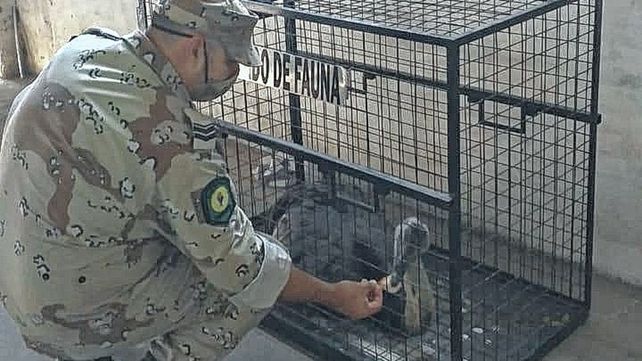 Un ñandú apareció corriendo por las calles de Oro Verde