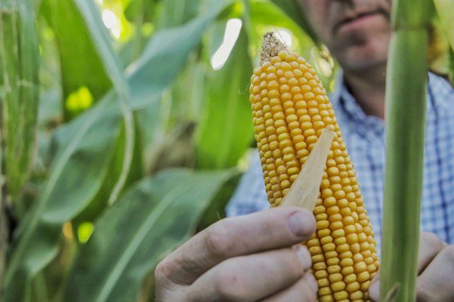 Los problemas en la producción de maíz afectaron el aporte de la agricultura al índice de actividad.