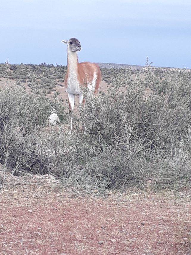 Chubut: De frac en Punta Tombo