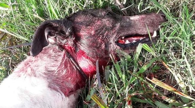 Así encontraron al animal el fin de semana