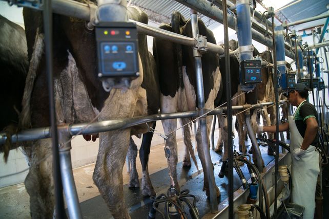 Los ingresos por exportaciones del sector lácteo crecieron 21,8%