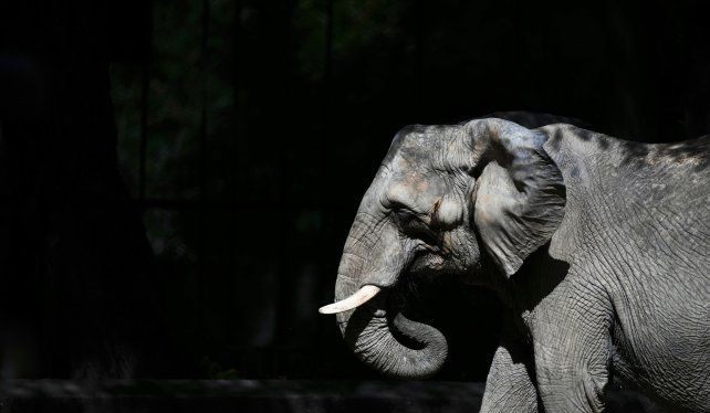 La elefanta Pupy entrena para mudarse del Ecoparque porteño a un santuario en Brasil