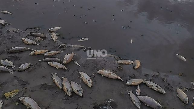 Aparecieron miles de peces muertos cerca de Esperanza y Recreo
