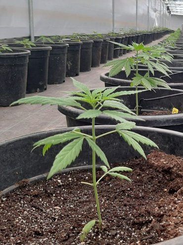 Crearon la Mesa Estratégica de Cannabis y Cáñamo Industrial