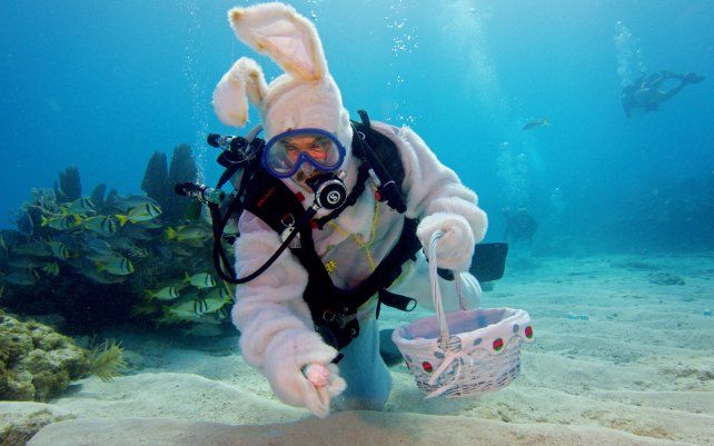 Un buzo disfrazado de conejito de Pascua coloca huevos duros en la arena del Santuario Marino Nacional de los Cayos de Florida. Una tienda de buceo coordina la búsqueda submarina de huevos de Pascua para sus clientes y los fondos se recaudan para una organización benéfica infantil.