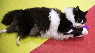 Implantaron patas biónicas a gato con una cirugía sin precedentes en Europa