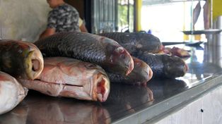 Alarma por la caída del sábalo en el río Paraná: investigadores ponen el foco en la crisis hídrica.