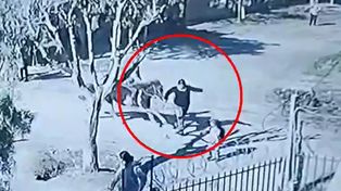 Una mujer está grave tras ser embestida por un caballo en el Gran Buenos Aires