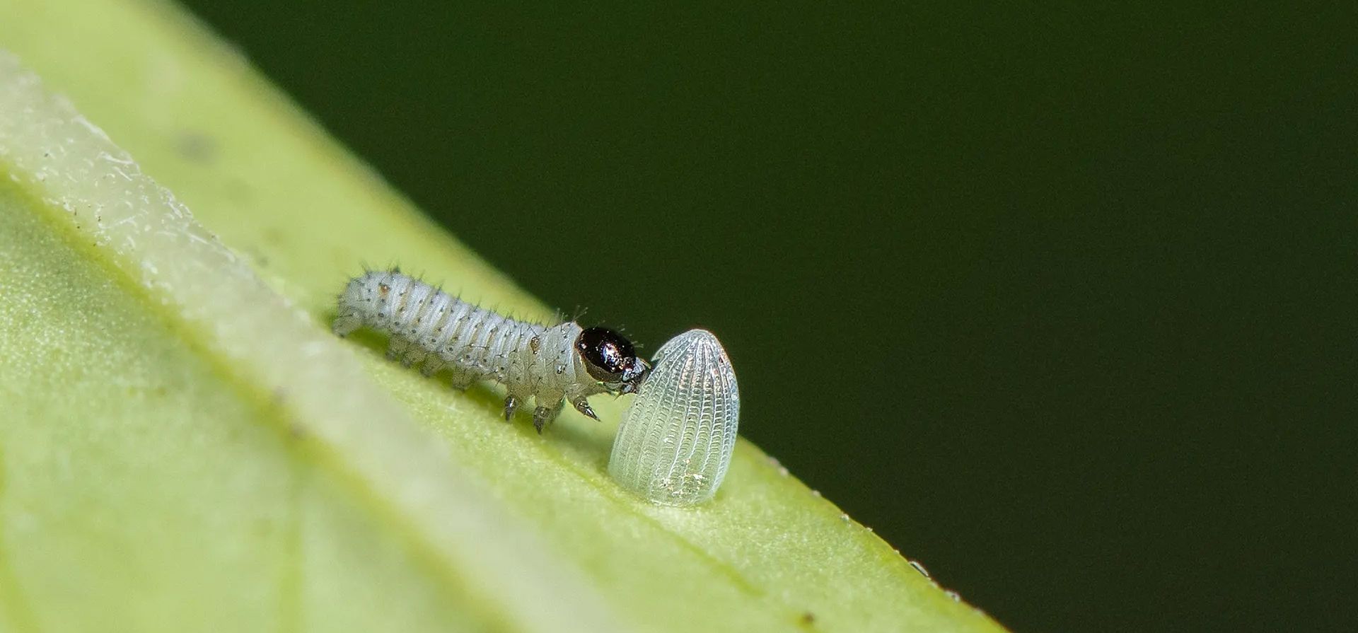 Christchurch, Nueva Zelanda. Una oruga mariposa monarca recién nacida come su cáscara de huevo en una instalación de cría. Fotografía: Sanka Vidanagama/NurPhoto/REX/Shutterstoc