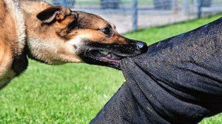 La ordenanza sancionada en Nogoyá promueve la tenencia responsable de perros