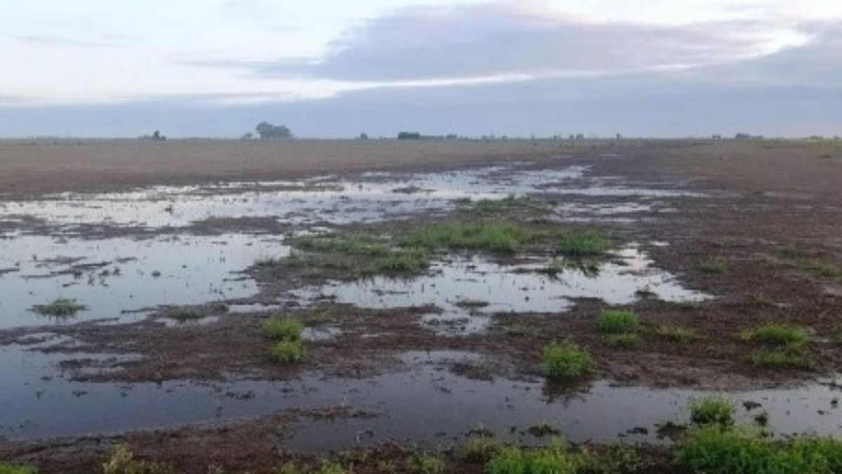 Trigo en jaque: las últimas lluvias paralizan el avance de la siembra y ...