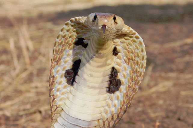 El veneno de la cobra ayudará en la lucha contra el cáncer