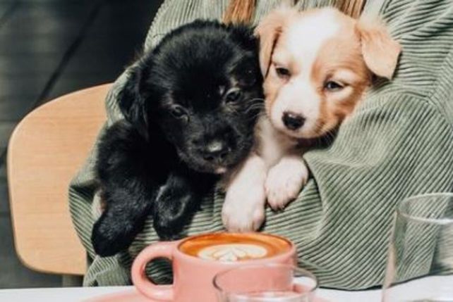 Los bares pet friendly son una tendencia que se impone en Rosario.&nbsp;