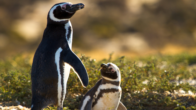 Matanza de pingüinos.&nbsp;Es la&nbsp;primera vez que un caso de ecocidio&nbsp;llega a esta instancia en Latinoamérica.