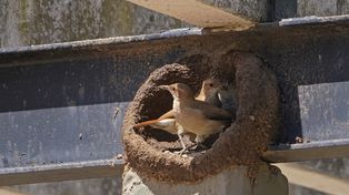 El refugio mundo aparte recibe una gran cantidad de aves lastimadas.