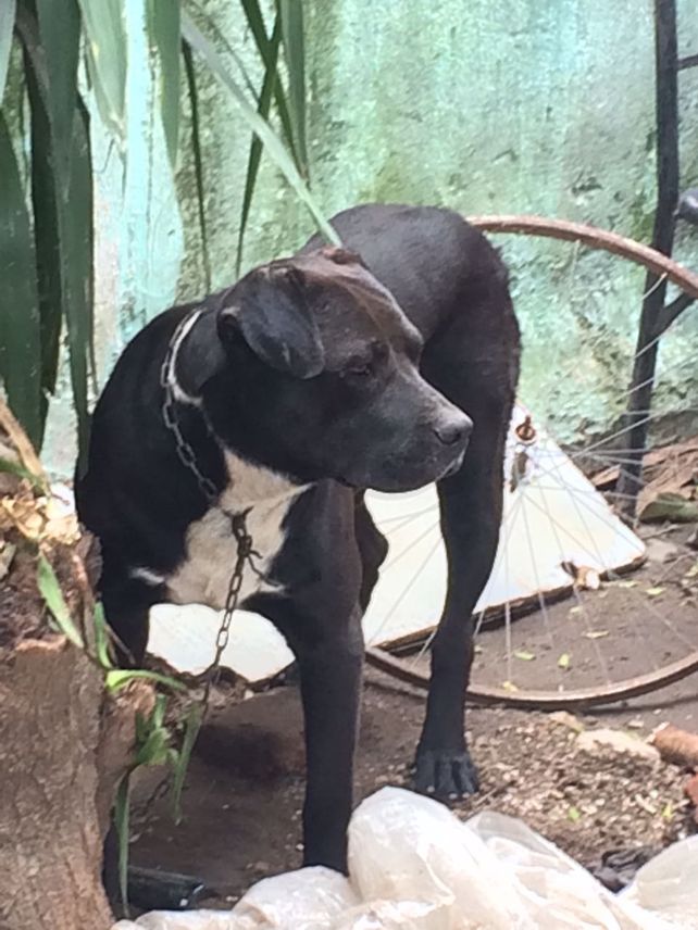 En enero. Tras presentar pruebas y hacer una denuncia rescataron de una casa a ocho perros y un gato.