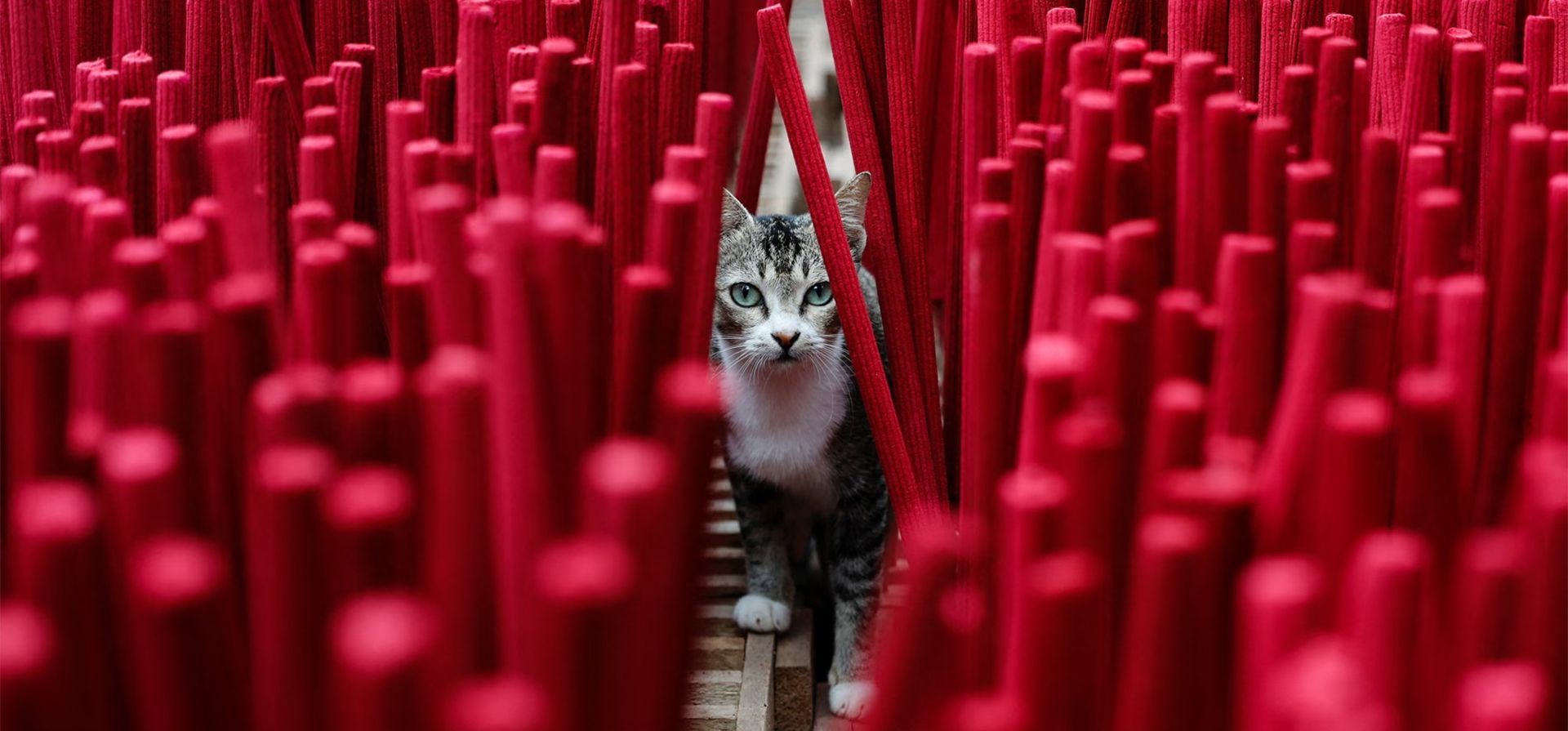 Un gato recorre una sala donde se secan varillas de incienso en una planta de producción artesanal, Yakarta, Indonesia. Fotografía: Ajeng Dinar Ulfiana/Reuters Un gato recorre una sala donde se secan varillas de incienso en una planta de producción artesanal, Yakarta, Indonesia. Fotografía: Ajeng Dinar Ulfiana/Reuters