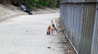 Son muchos los que abandonan sus mascotas en verano