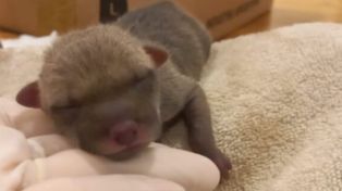 Los cachorros se encontraron mojados e hipotérmicos y sin la mamá.