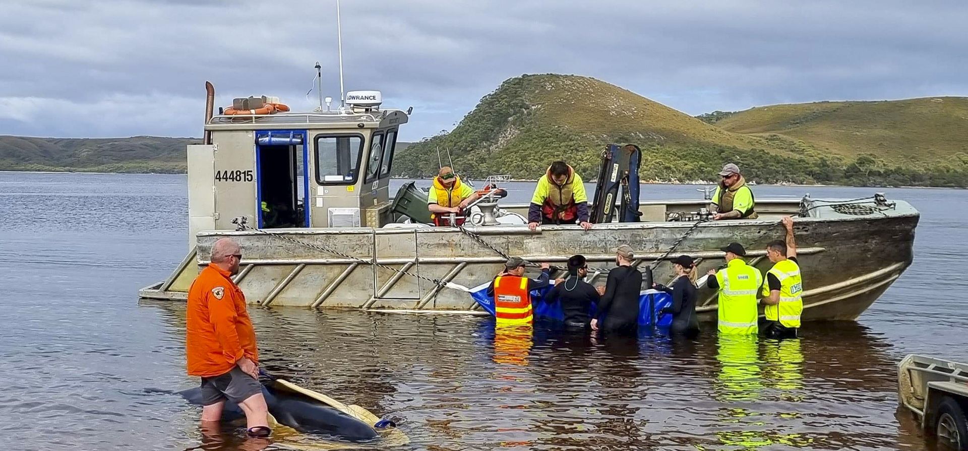 Rescatistas intentan mover una ballena varada a aguas abiertas en el puerto de Macquarie, en la costa oeste de Tasmania, Australia, el jueves 22 de septiembre de 2022. Un día después de que se encontraran 230 ballenas varadas en la salvaje y remota costa oeste del estado insular de Australia.