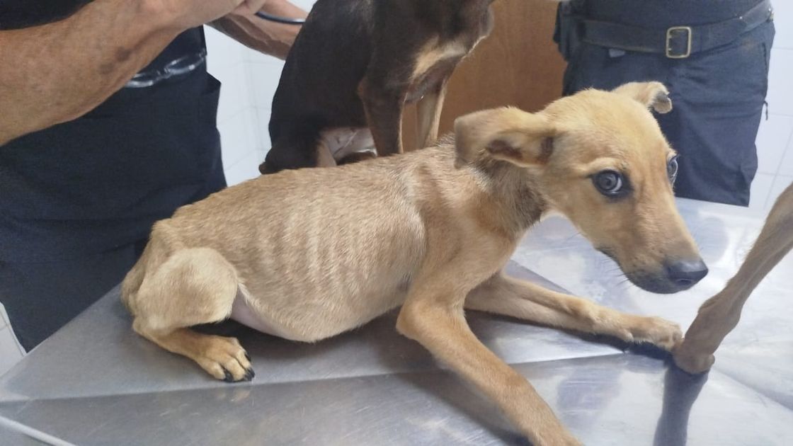 Especialistas marcan que la mayoría de los proyectos que buscan modificar la ley que pena el maltrato animal marcarían un retroceso en caso de ser aprobadas.