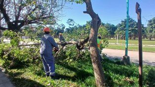 Arbolado Urbano y Electromecánica trabajan articuladamente para normalizar la situación en Santo Tomé
