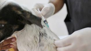 El Imusa realizó 8.000 intervenciones gratuitas en 6 meses