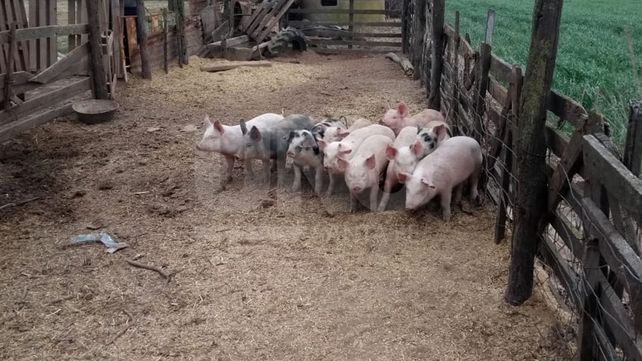 Dos cuatreros presos y una decena de lechones recuperados