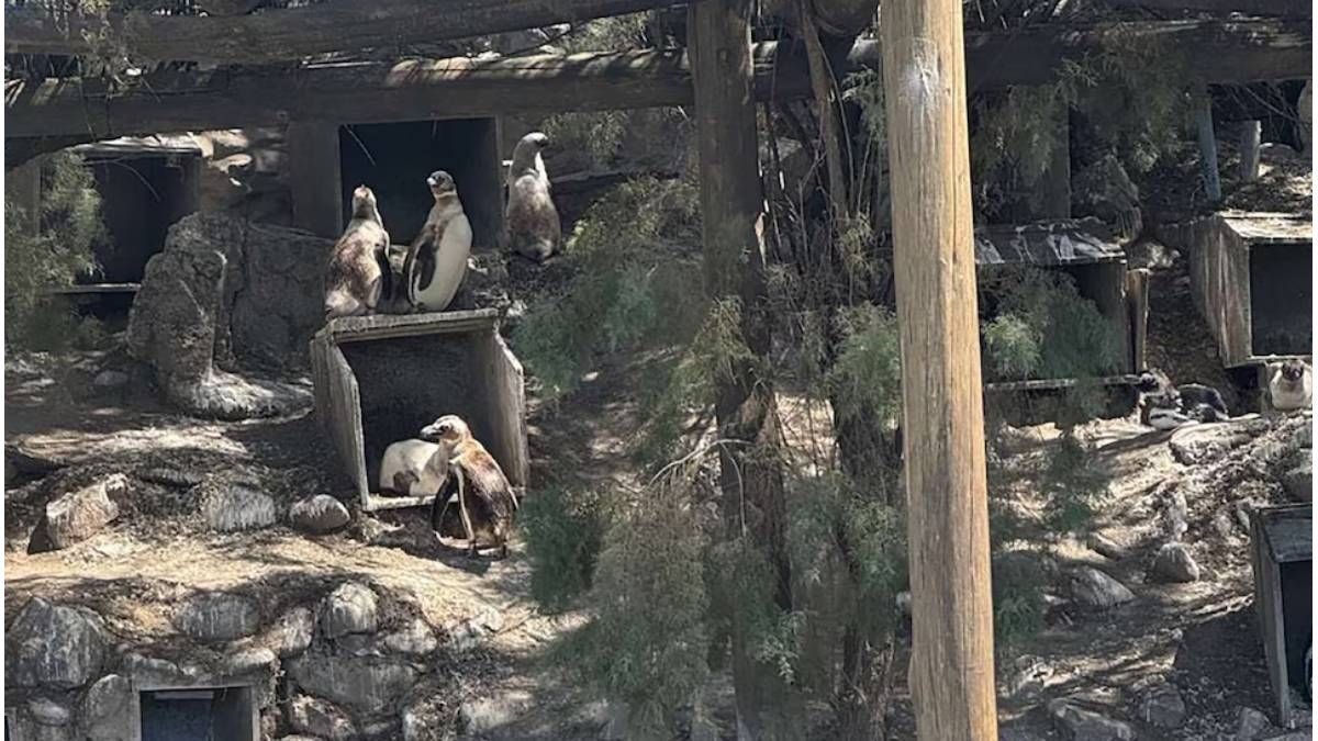 Quiebra del ex Aquarium de Mar del Plata: valuaron en USD 40.000 a cuatro pingüinos
