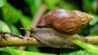 Descubren en Argentina la presencia del peligroso caracol gigante africano