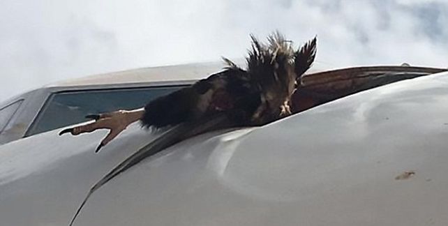 Avión aterrizó de emergencia luego de chocar contra un buitre a más de 1500 metros de altura