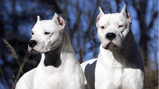 Los dogos murieron a puñaladas por un vecino que defendió a su familia. Foto ilustrativa&nbsp;