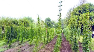 El cultivo de lúpulo, tradicional en la Patagonia, se experimentó con éxito en la pequeña localidad del departamento San Jerónimo.