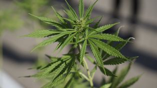 Solo el 2% de las personas que utilizan cannabis también consumen cocaína