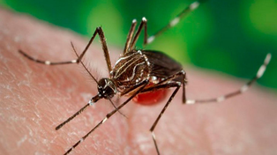 El Aedes aegypti, mosquito transmisor del dengue, comienza a mostrar resistencias a insecticidas ante el mal uso de las fumigaciones.