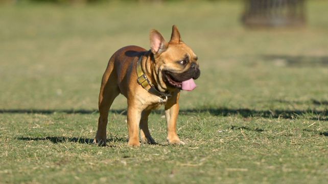 El Día Mundial del Perro, para concientizar sobre el abandono de las mascotas